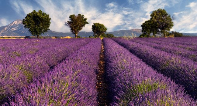 lavender-fields-provence-france_main