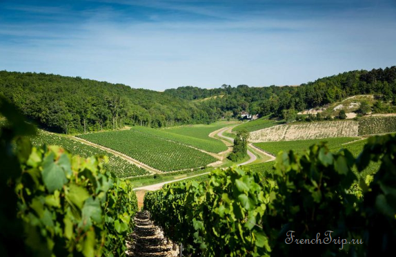 Chablis Burgundy wine vineyards 2