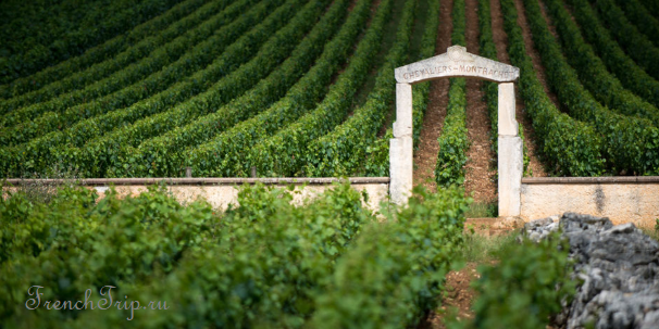 Burgundy vineyards Chassagne-Montrachet
