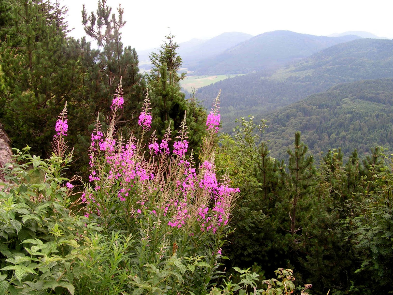 Фотографии Auvergne (Регион Овернь) достопримечательности, города, парк вулканов, путеводитель
