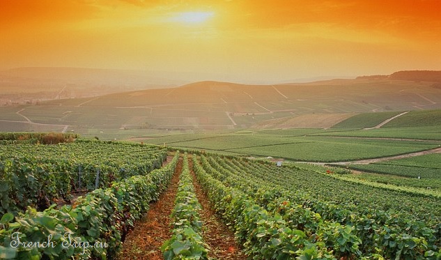 bordeaux-vineyards Виноградники Бордо Аквитания