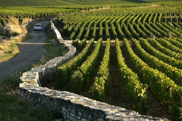 Bourgogne-Franche-Comté Терруары бургундских вин - виноградники Бургундии