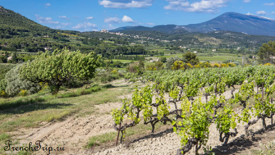 Côtes du Ventoux vineyard Provence