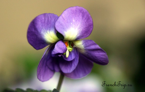 violette de toulouse Фиалка Тулузы