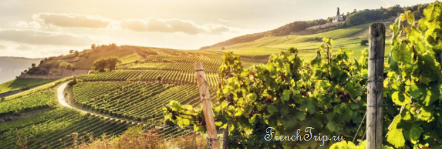 Medoc AOC vineyards - виноградники Медок - vineyards