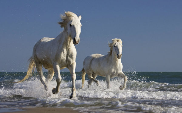 Заповедник Камарг (Camargue), белый лошади камарга