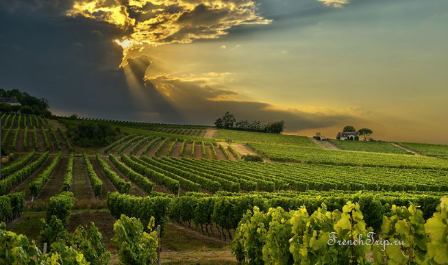 vineyards of Sancerre above Chavignol_Southwest France