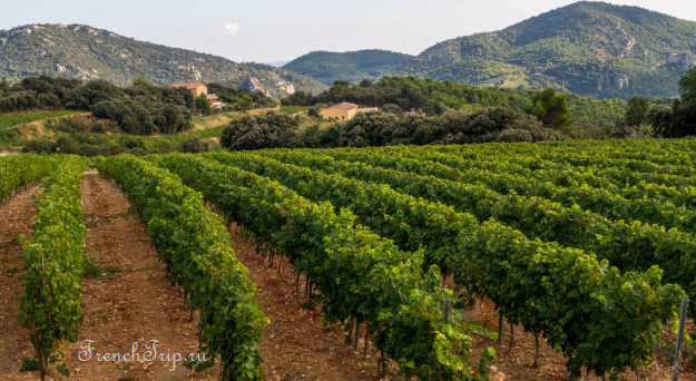 Côtes de Provence AOC vineyards Provence wine