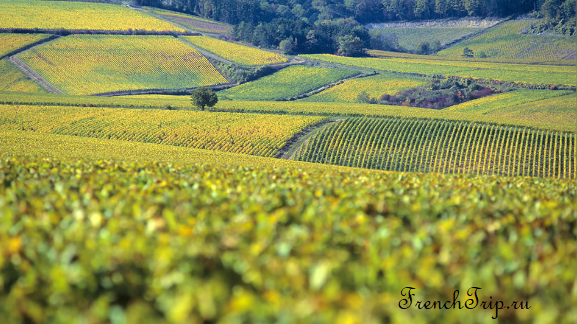 Chablis, Burgundy vineyards