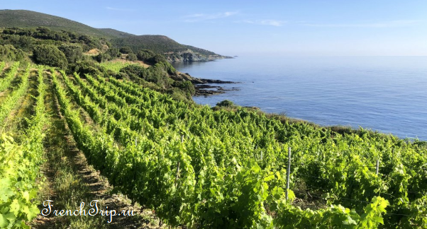 Corsica vineyards