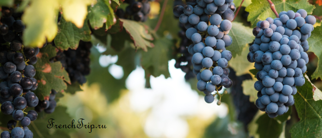 Syrah grape vineyards Shyraz Rhone