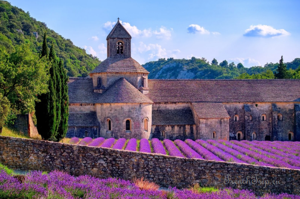 Senanque Provence lavender_6