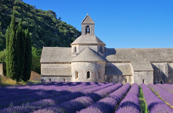 Senanque Provence lavender_6