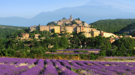 lavender fields Provence Luberon