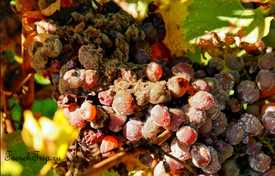 Bordeaux vineyards wine routes, Винные маршруты Бордо - карта - виноградники Бордо - wine Sauternes AOC - вина Сотерн-grape