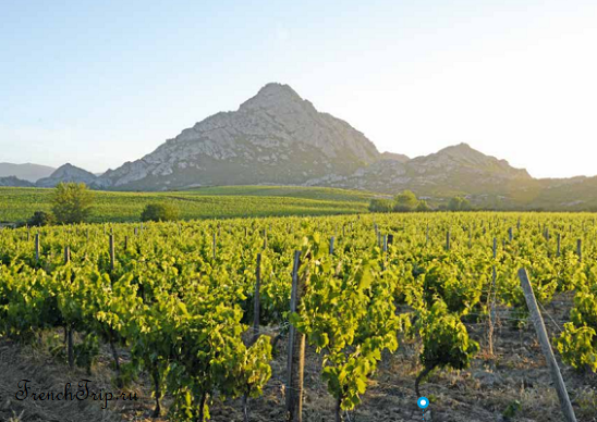 Виноградники Патримонио, Вина Корсики, Corse-Coteaux-du-Cap-Corse-AOP-Patrimonio