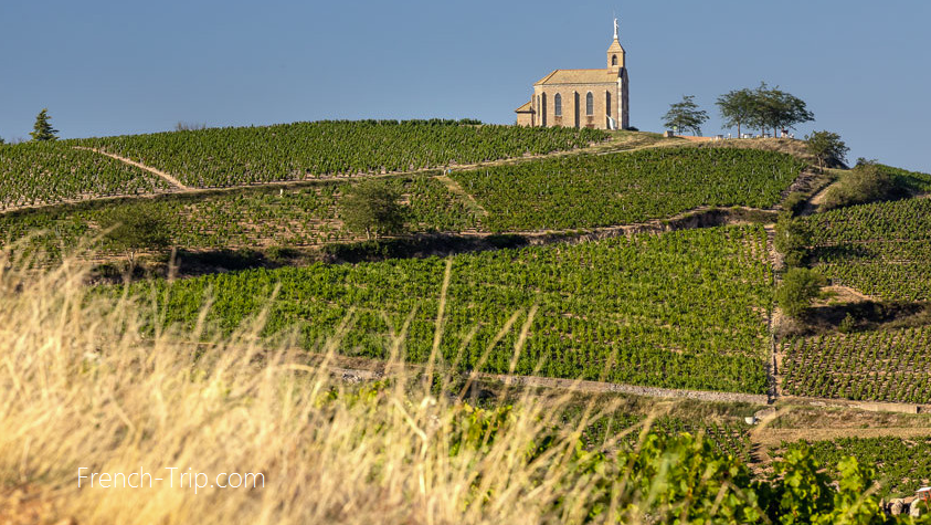 Beaujolais wine route - AOC Fleurie - domain La Madone - vineyards