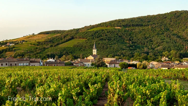Beaujolais wine route - AOC Juliénas vineyards