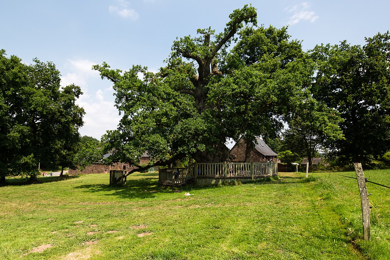 File:Chêne à Guillotin en été, Concoret, France.jpg