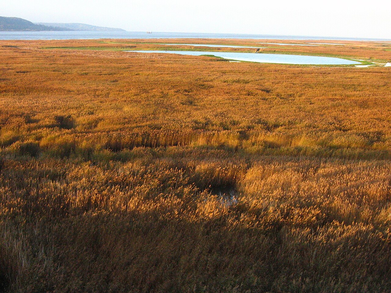 File:Roseaux2.jpg